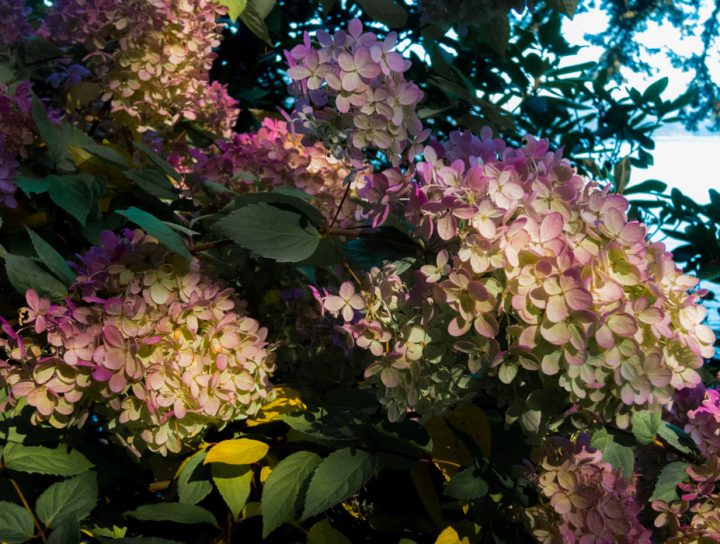 Hydrangea on Keats Island Hydrangea on Keats Island