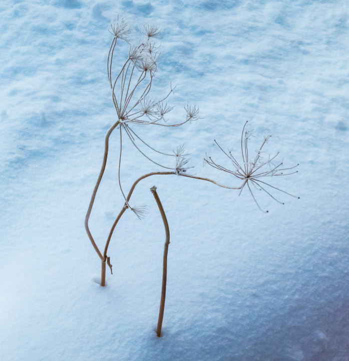 Dry plant in snow