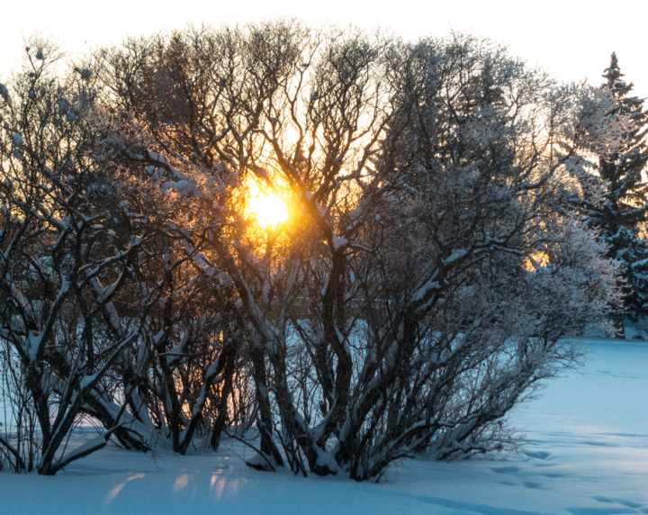 Snow covered bush with setting sun