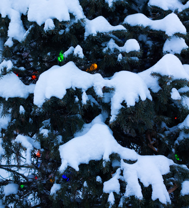 Christmas lights no snow covered tree