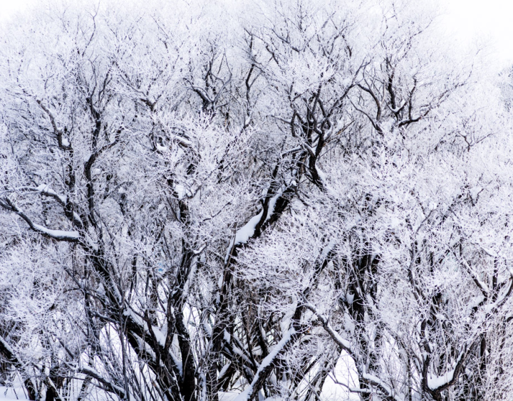 snow-covered bush