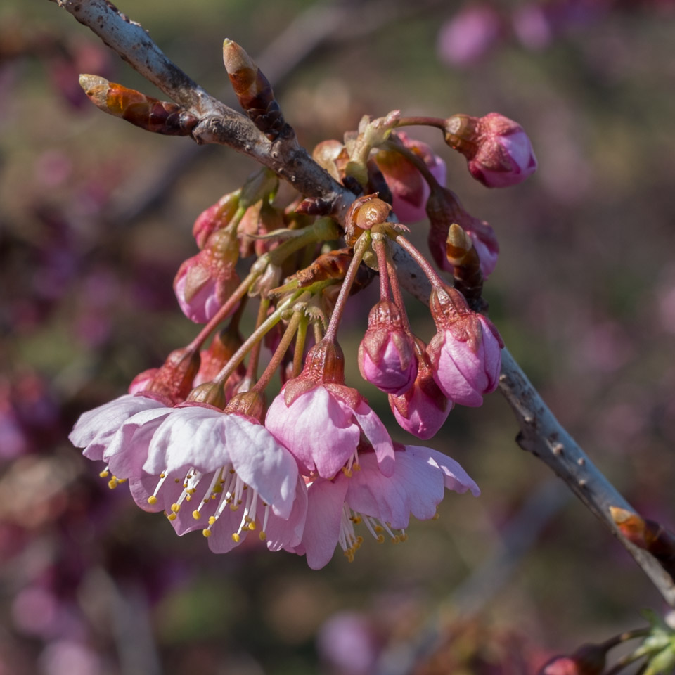 Spring blossoms