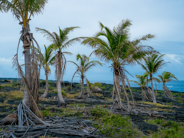 Lonely palm trees in the lava
