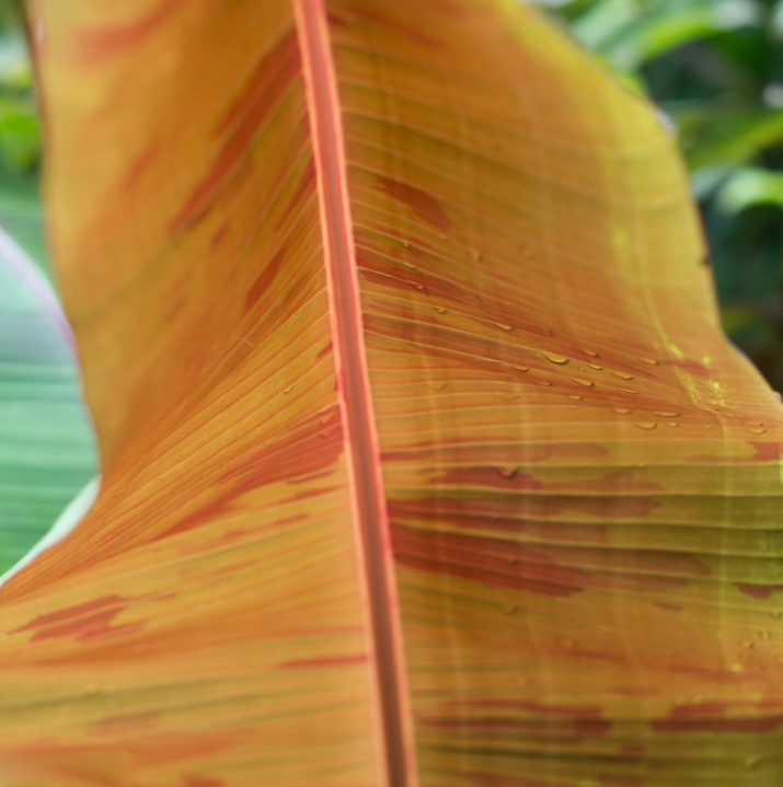 Big apricot-colored palm frond