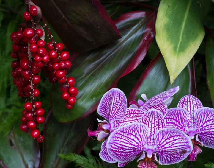 Lurid orchid blossoms and berries