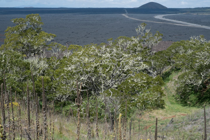 View from the Kipuka Pu’u Huluhulu Nature Reserve