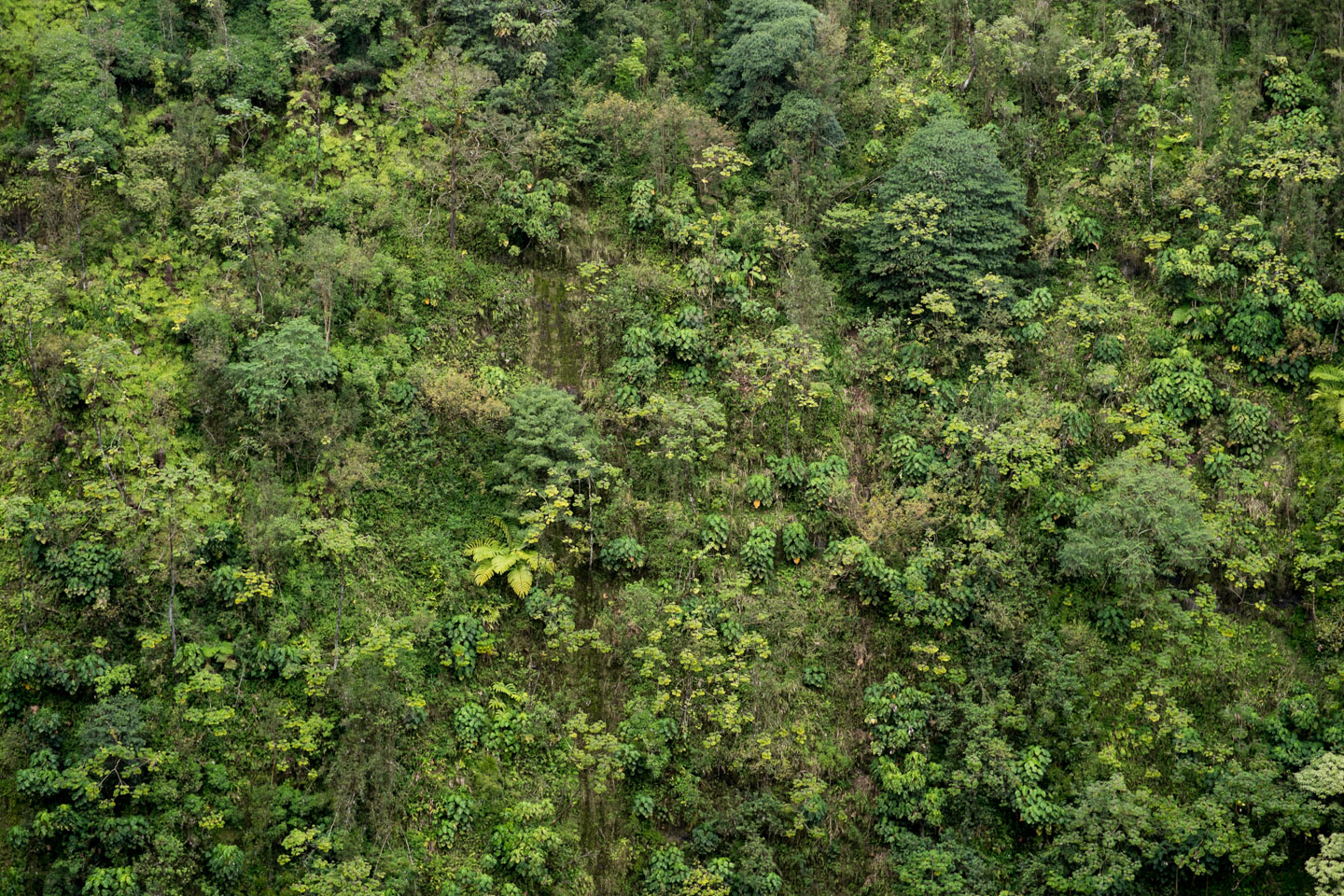 Greenery in Akaka Falls state park, Hawaii