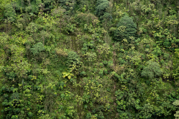 Greenery in Akaka Falls state park, Hawaii Greenery in Akaka Falls state park, Hawaii