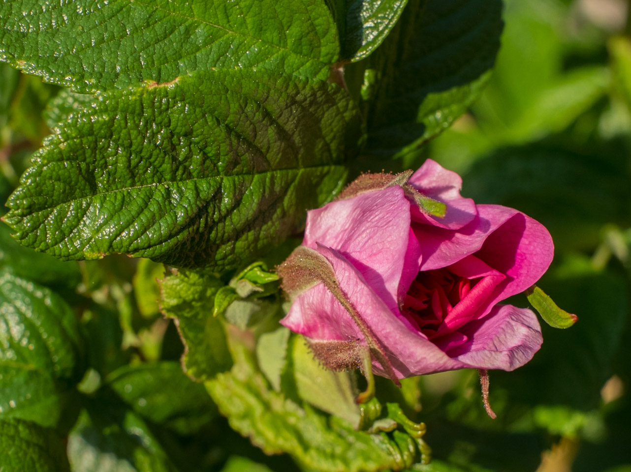 Pink Rugosa rose blossom