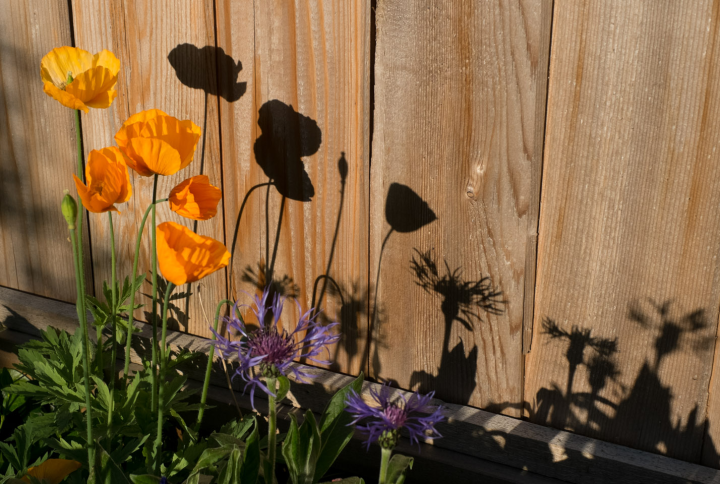 Welsh poppies and their shadows Welsh poppies and their shadows