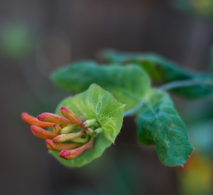 Lonicera Ciliosa