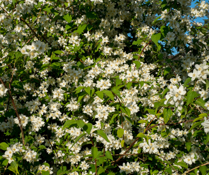 Philadelphus lewisii in bloom