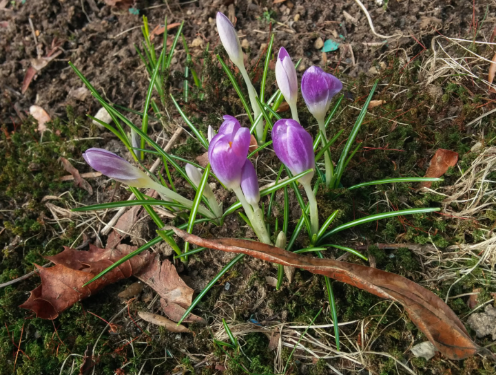 Crocuses