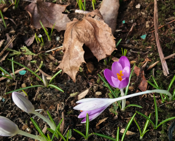 Crocuses