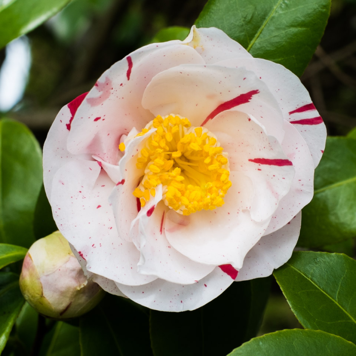 Camellia blossom with red spots