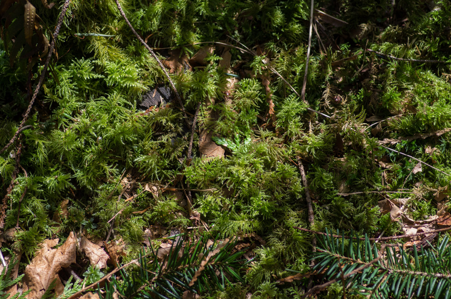 Moss on Keats Island