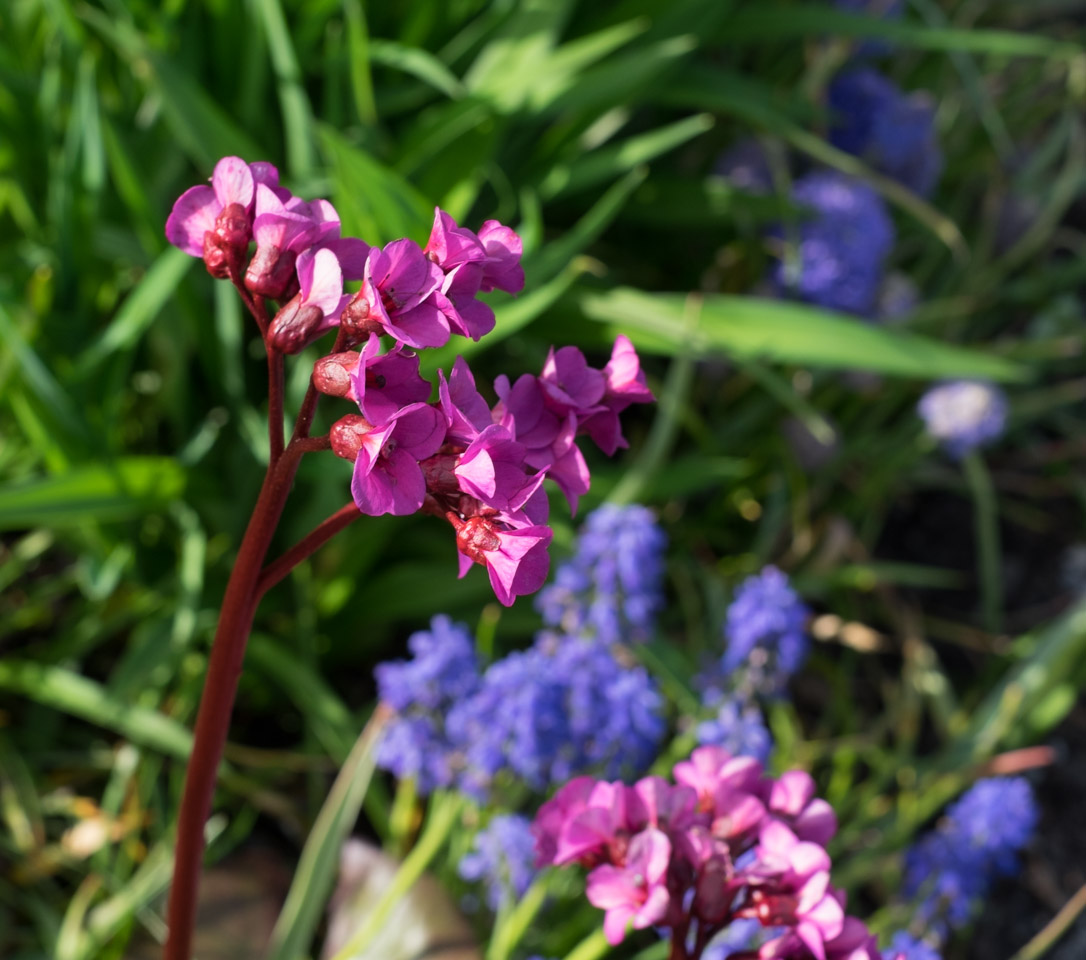 Pink and Blue