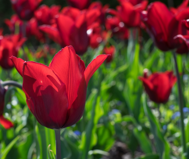 Back-lit tulip, F/5.6 Back-lit tulip, F/5.6