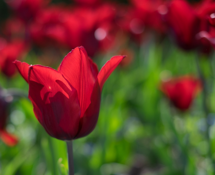 Back-lit tulip, F/1.4