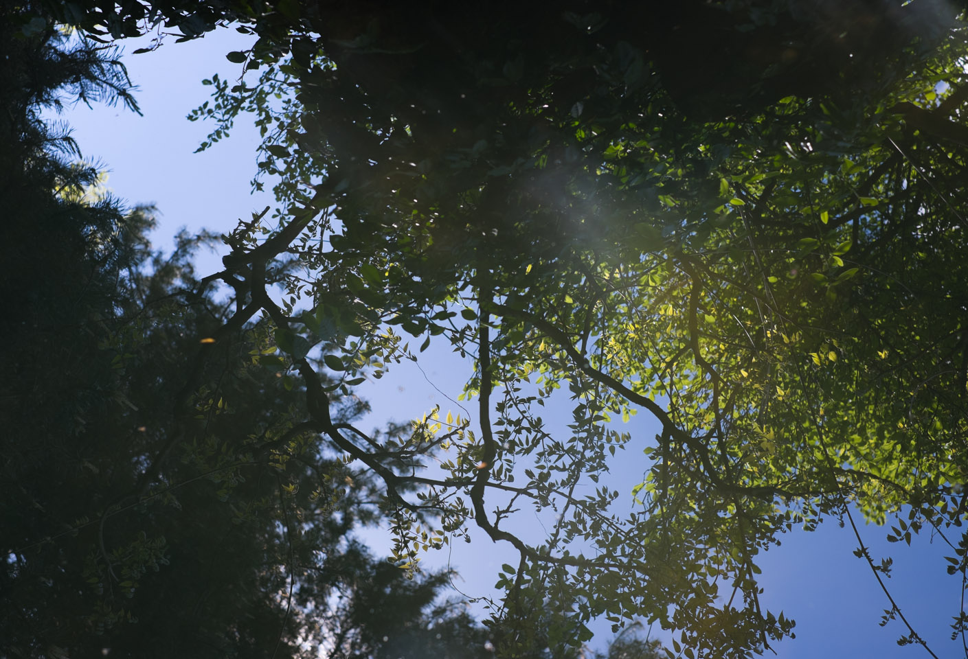 Reflection in a pond at Dr. Sun Yat-Sen Classical Chinese Garden