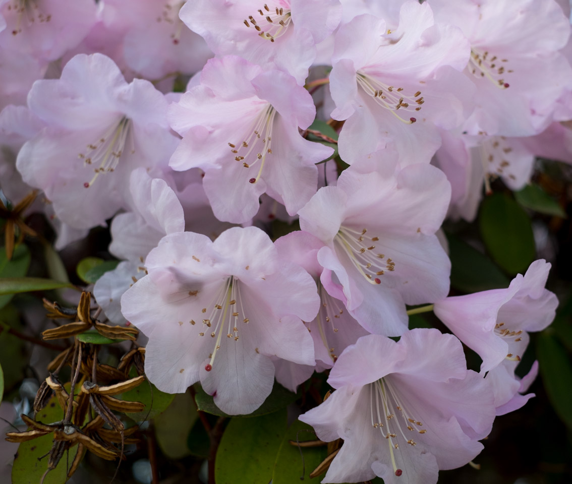 Inside pure-pink rhododendrons