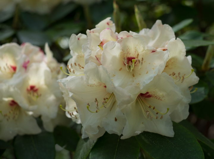 Inside parchment-and-red rhododendrons