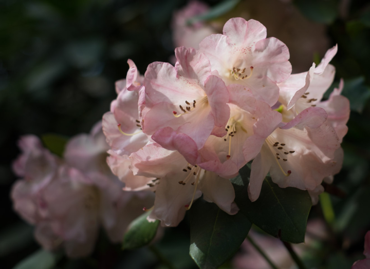 Inside pink-and-white rhododendrons