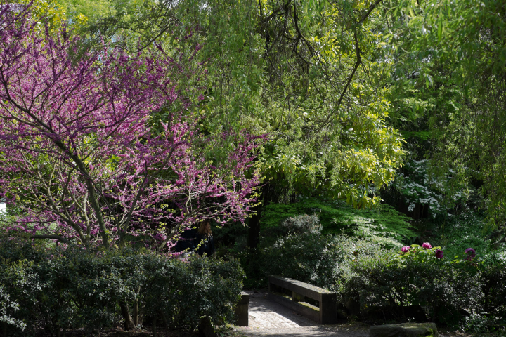 Pink and green in the public (free) part of the garden Pink and green in the public (free) part of the garden