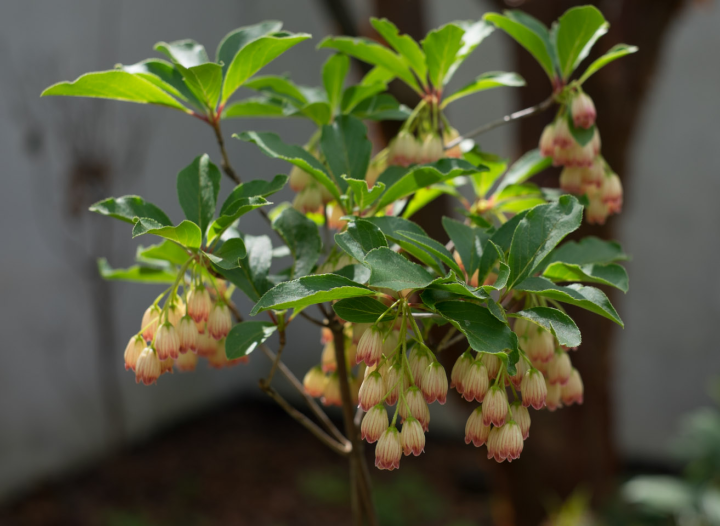 Tiny blossoms in the public (free) part of the garden