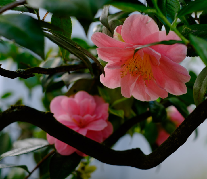 Pink blossom the Chinese Garden