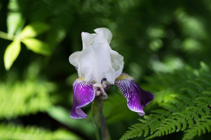 Iris Iris