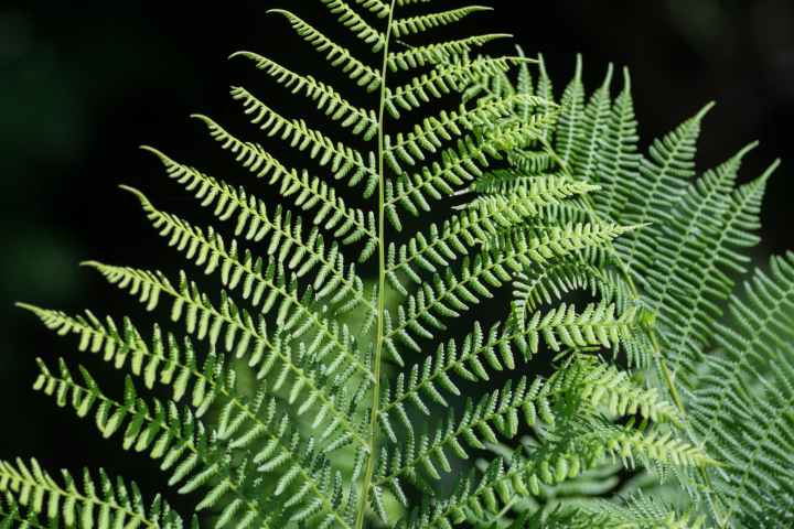 Ferns