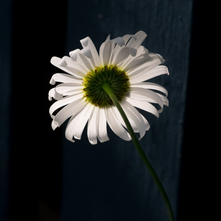 Back-lit daisy