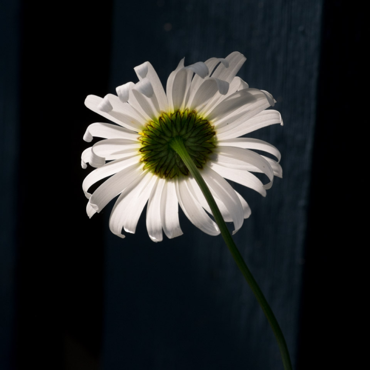 Back-lit daisy Back-lit daisy