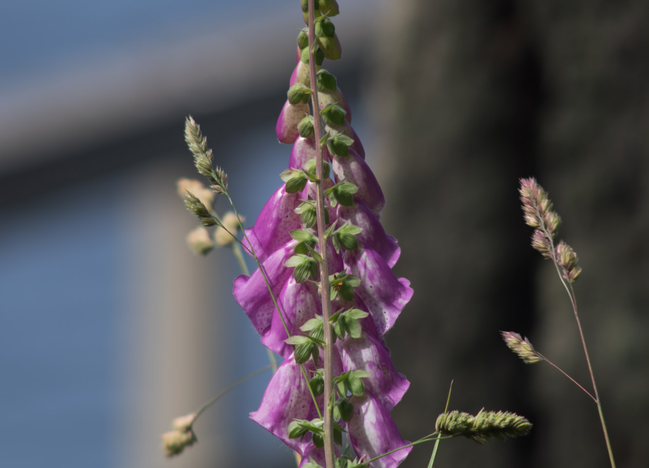 Flowers on Keats Island