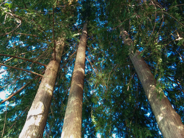 Looking up from the dining room table at the cabin