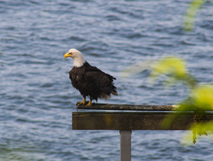 Bald eagle Bald eagle