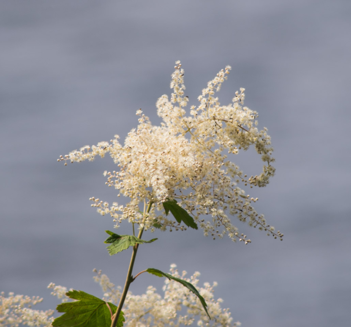 Flowers on Keats Island