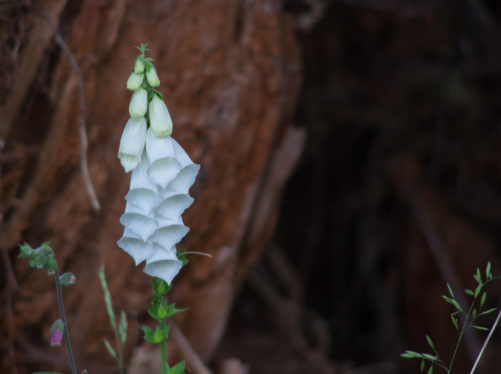 Flowers on Keats Island