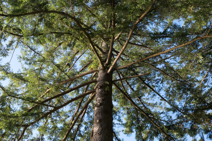 Looking up from the dining room table at the cabin