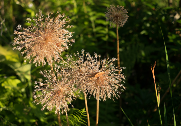 Vegetation