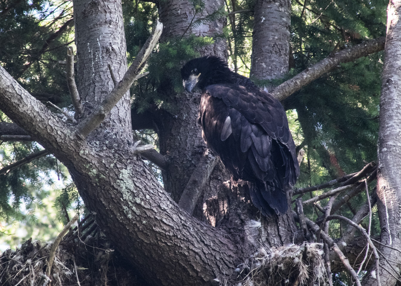 Half-grown eaglet