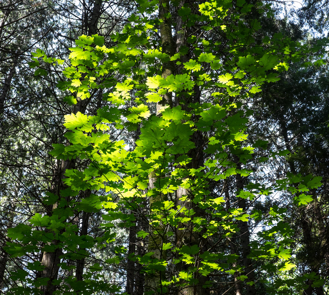 Bigleaf Maple on Keats Island