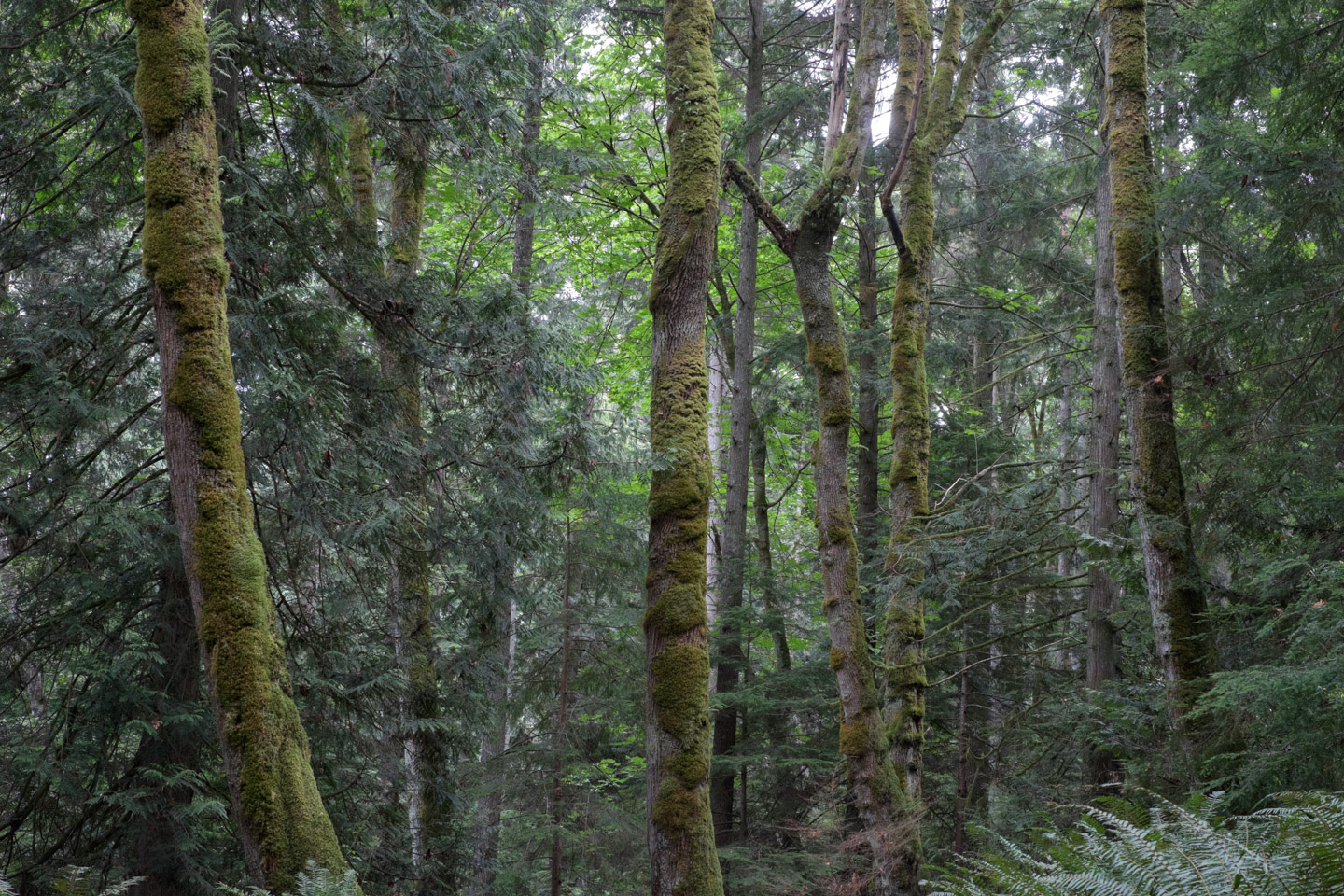 Trees on Keats Island