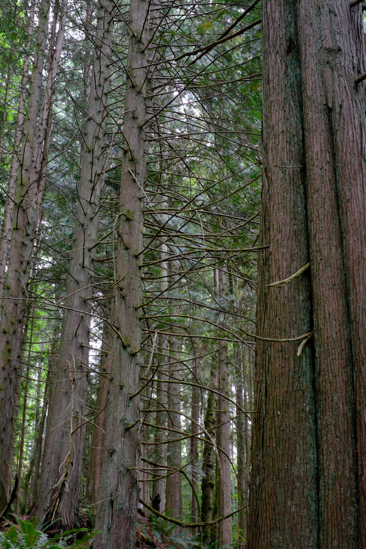 Tree conversation on Keats Island