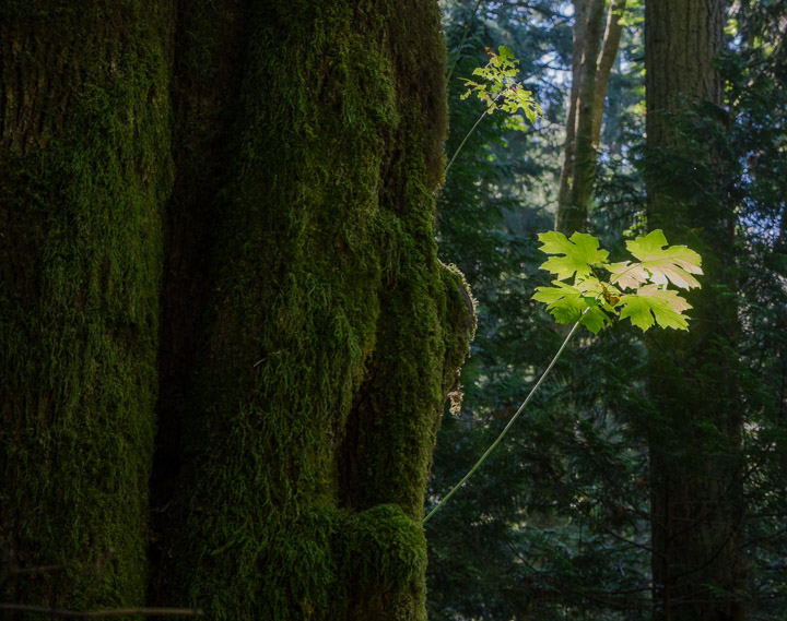 Moss and leaf on Keats Island