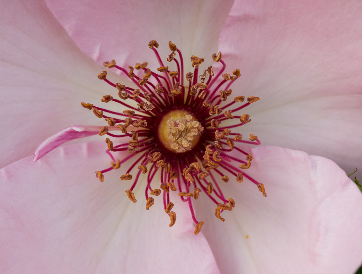 Rose close-up