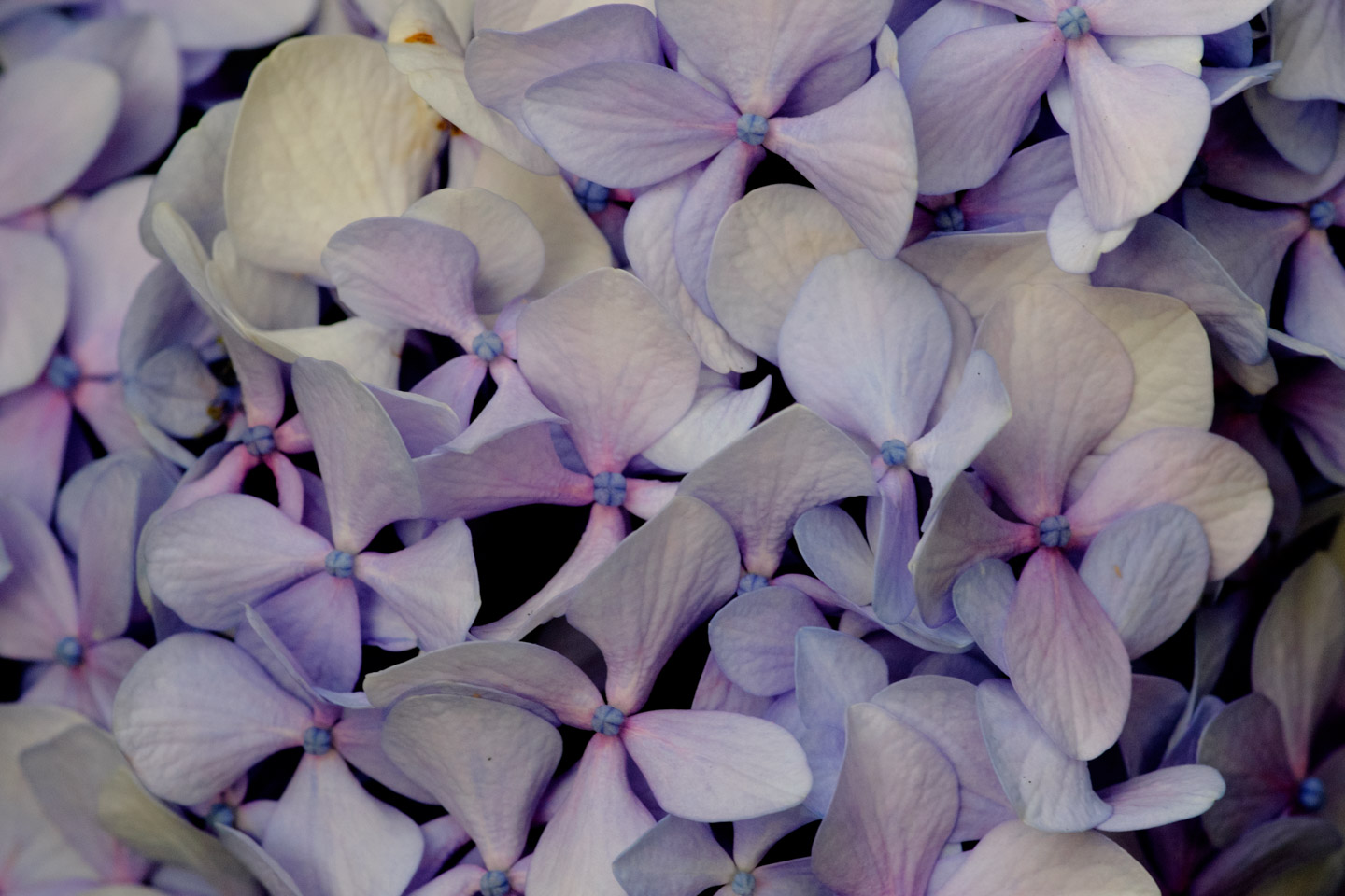 Autumn hydrangea close-up