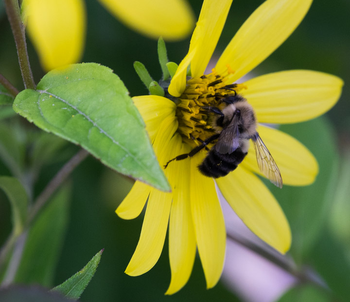 Yellow daisy-like flower close-up, with bee