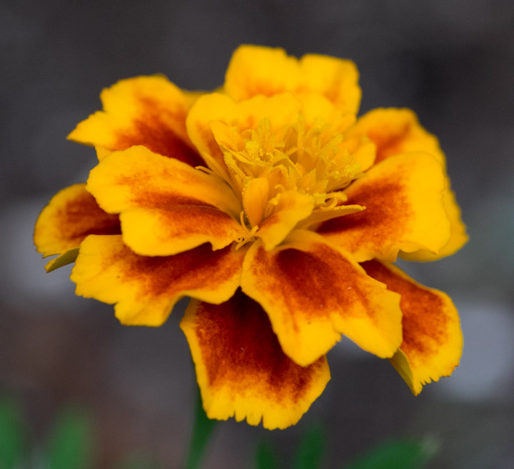 Red-gold flower close-up